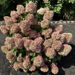 Hortenzia metlinatá (Hydrangea paniculata) ‘LIVING RASPBERRY PINK’® by LIVING CREATIONS® - výška 20-30 cm, kont. C1,5L